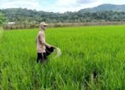 Polemik harga pupuk bersubsidi kembali mencuat di Kecamatan Purwodadi, Kabupaten Musirawas,, Selasa 02/12/2025: