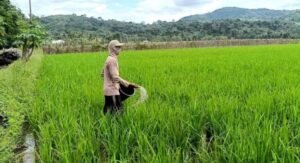 Polemik harga pupuk bersubsidi kembali mencuat di Kecamatan Purwodadi, Kabupaten Musirawas,, Selasa 02/12/2025:
