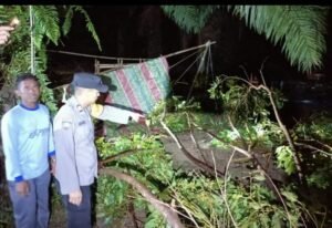 Siswa Tertimpa Pohon Akasia, Polsek BTS Ulu Polres Musi Rawas Sigap Evakuasi Korban,,,