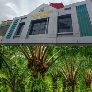 Dugaan tindak pidana korupsi pada kegiatan replanting atau Peremajaan Sawit Rakyat PSR Dinas Perkebunan Diabun di Kabupaten Musi Rawas,, Rabu 21/01/2026: