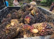 Unit Reskrim Polsek BTS Ulu Bersama Warga Amankan Pelaku Pencurian Sawit