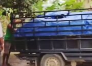 Jerit petani kecil di Desa Sukamana, Kecamatan STL Ulu Terawas, semakin memilukan. Di tengah sulitnya mendapatkan pupuk subsidi, Rabu 14/01/2026: