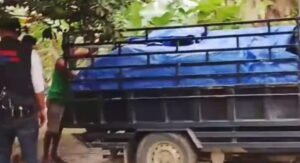 Jerit petani kecil di Desa Sukamana, Kecamatan STL Ulu Terawas, semakin memilukan. Di tengah sulitnya mendapatkan pupuk subsidi, Rabu 14/01/2026:
