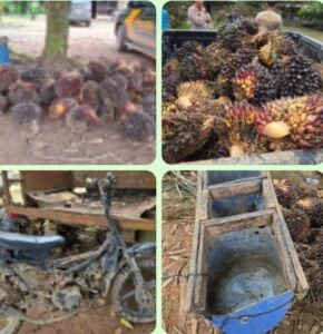 Unit Reskrim Polsek BTS Ulu Bersama Warga Amankan Pelaku Pencurian Sawit