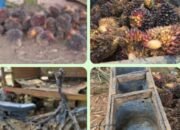 Unit Reskrim Polsek BTS Ulu Bersama Warga Amankan Pelaku Pencurian Sawit