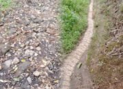 Dugaan Korupsi Dana Desa Rp2,2 Miliar, Warga Pungguk Lalang Resmi Lapor ke Kejari Rejang Lebong