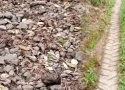 Diduga Asal Jadi, Warga Pungguk Lalang Resmi Laporkan Proyek Jalan Desa Tahun 2014-2019 ke Kejari Rejang Lebong